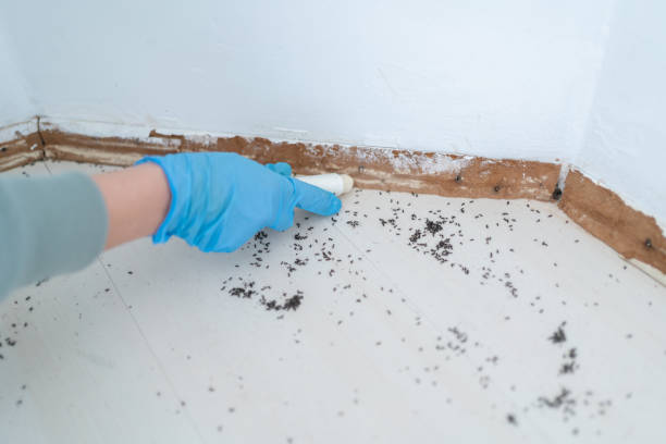 Best Best Pest Control Companies  in Sutherlin, OR
